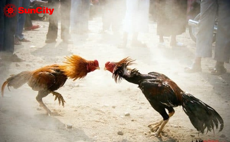 Lí do nên chọn chơi tại suncity