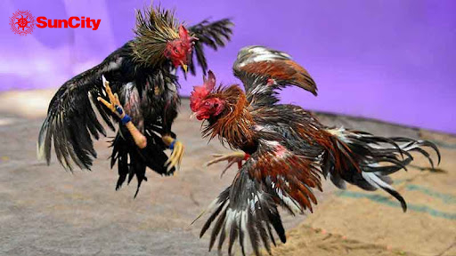 Mẹo gia cao cơ hội chiến thắng